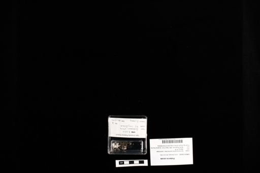 Podarcis sicula