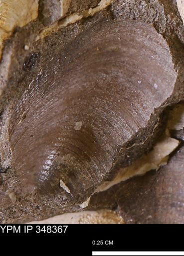Limopsis striatopunctatus