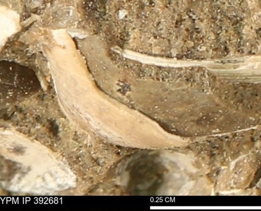 Protocardia subquadrata