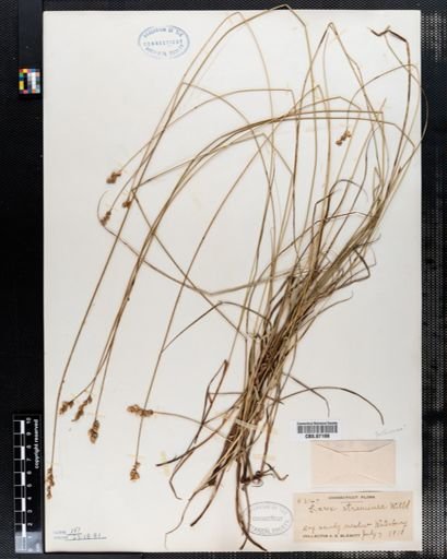 Carex straminea