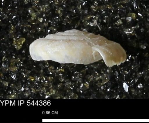 Poecilozonites bermudensis zonatus