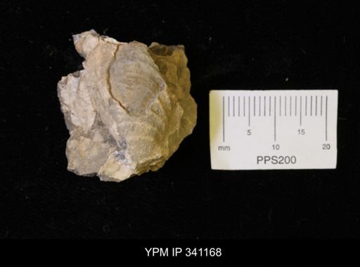 Inoceramus sp.