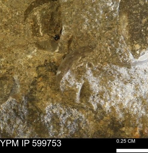 Protocardia subquadrata