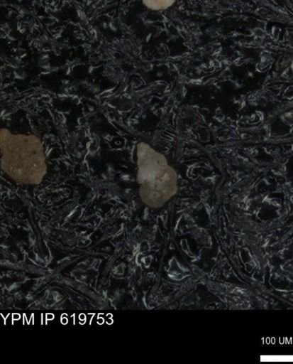 undet. Heterohelicidae