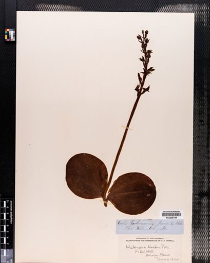 Habenaria