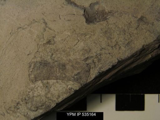 undet. Eurypterida
