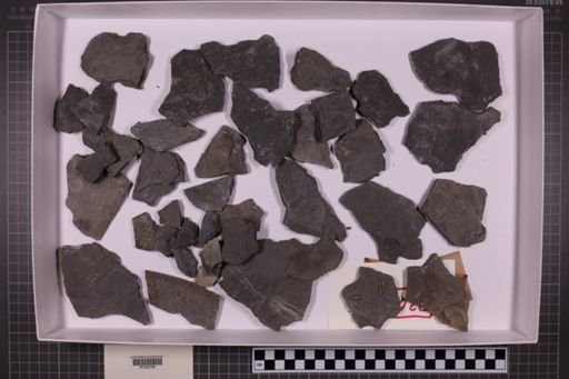 mixed taxa, stratigraphic collection