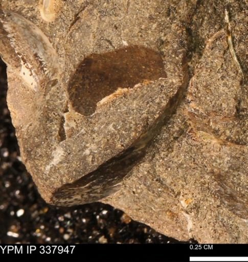 undet. Mollusca