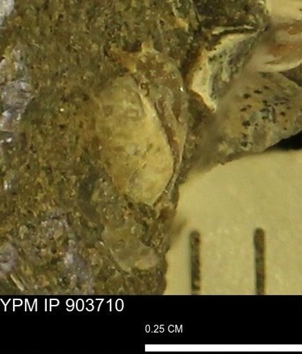 Corbulamella?