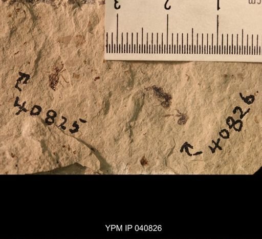 Pterygota