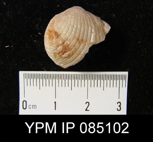 Uncinulus wilsoni