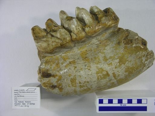 Dinoceras