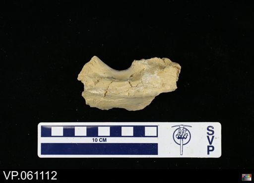 undet. Mosasauridae
