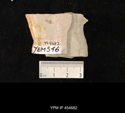undet. Staphylinidae