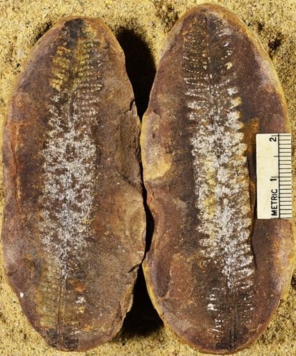 Pecopteris sp.