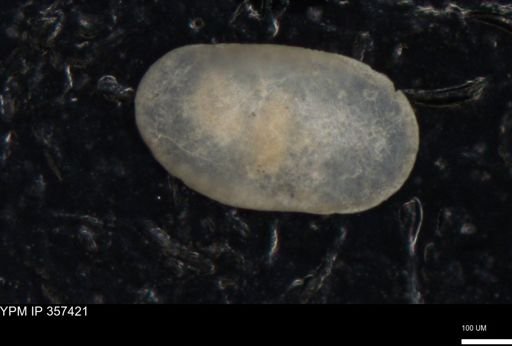 undet. Ostracoda