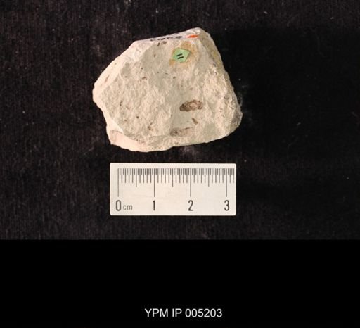 Lemmatophora typica