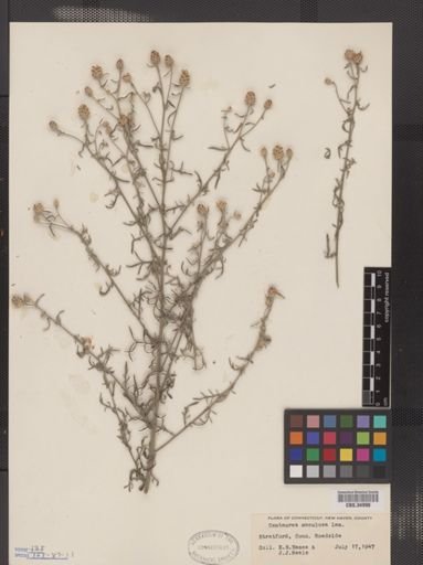 Centaurea maculosa