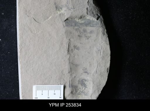 Eurypterida