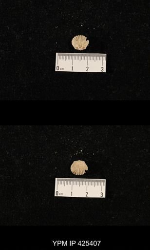 Meekella skenoides