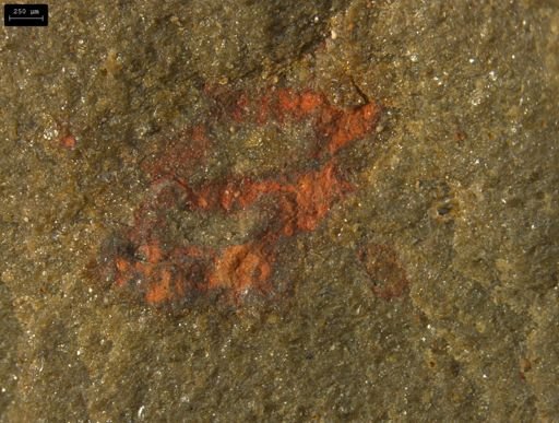 undet. Lobopodia