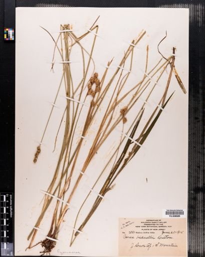 Carex bicknellii