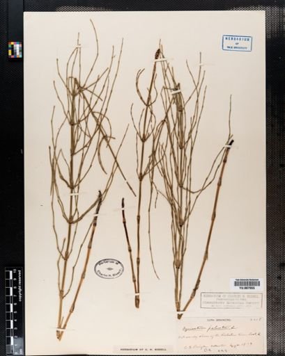 Equisetum palustre