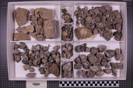 mixed taxa, stratigraphic collection