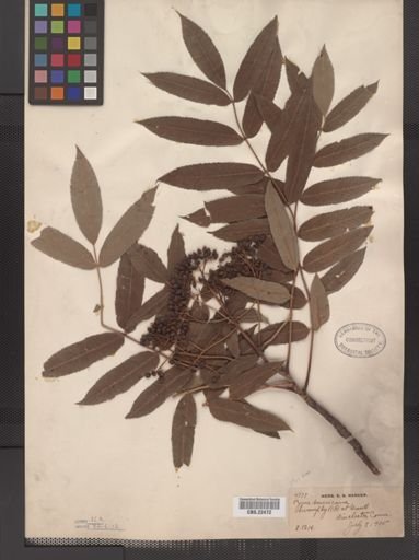 Pyrus americana