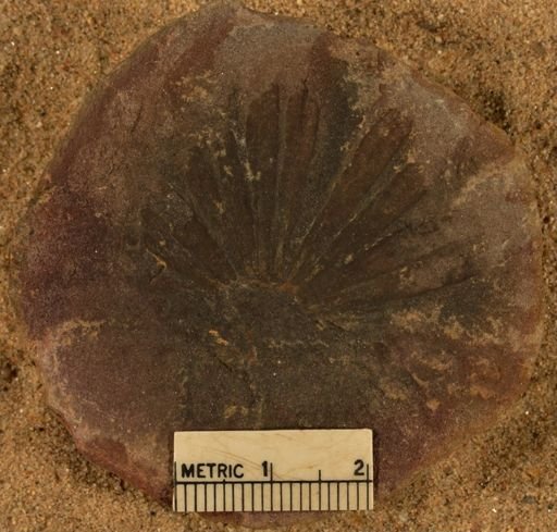 Annularia