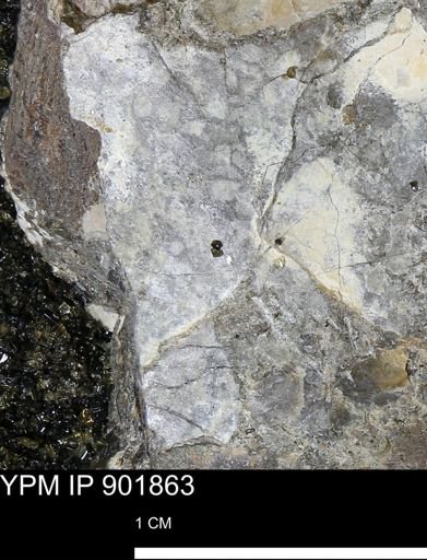 Inoceramus sp.