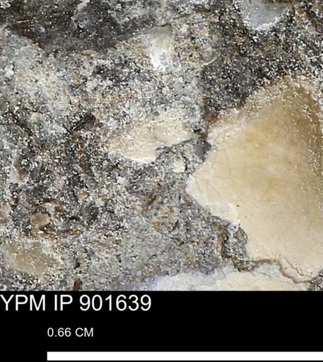 undet. Mollusca