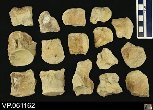 undet. Mosasauridae