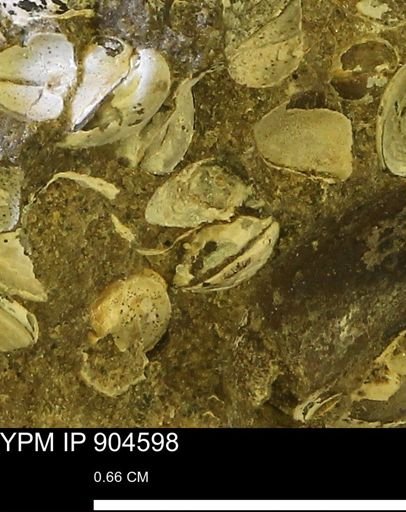 Corbulamella sp.