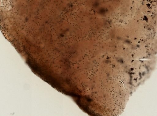 Chondrilla nucula