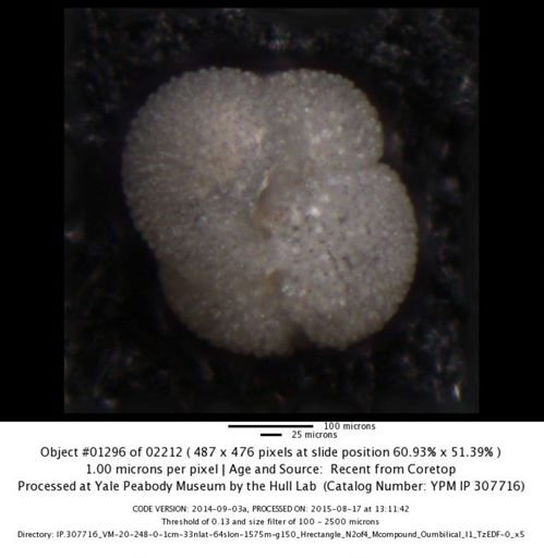 undet. Foraminiferida