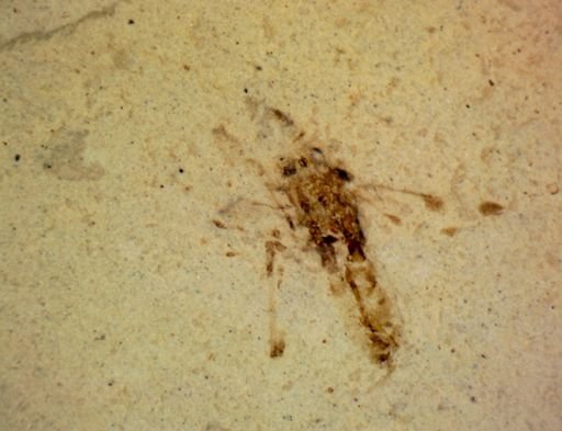 undet. Hexapoda