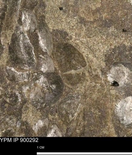 Anomia gryphorhyncha