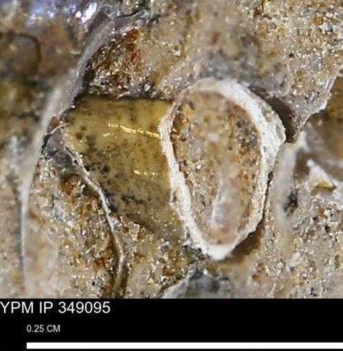 undet. Mollusca