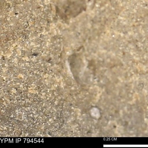 undet. Bivalvia