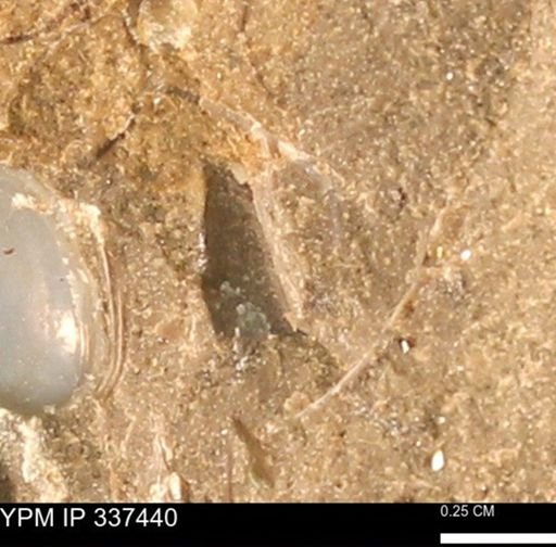 undet. Ostreacea