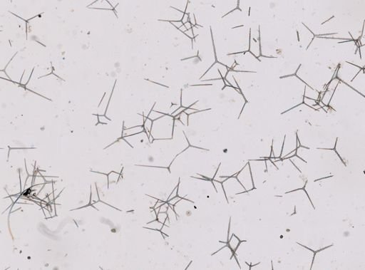 Sycettusa sp.