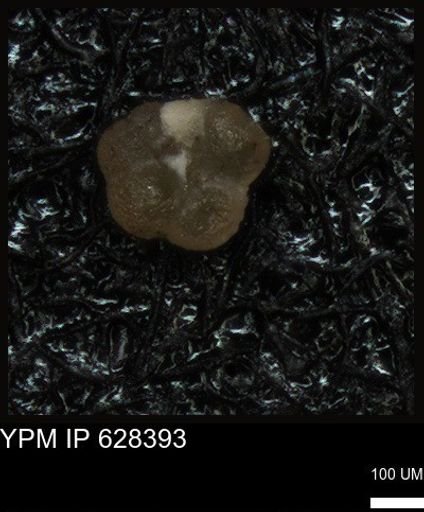 undet. Foraminiferida