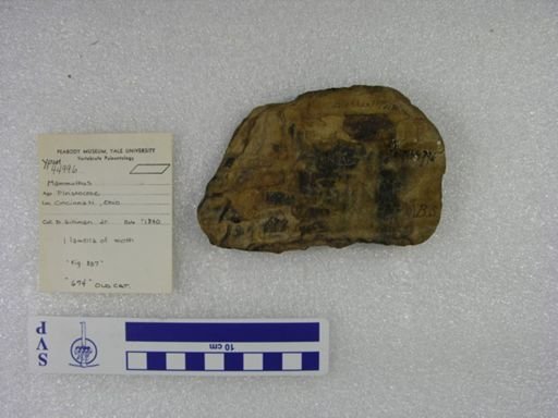 Mammuthus