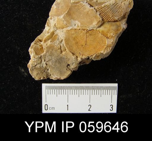 Chonostrophia reversa