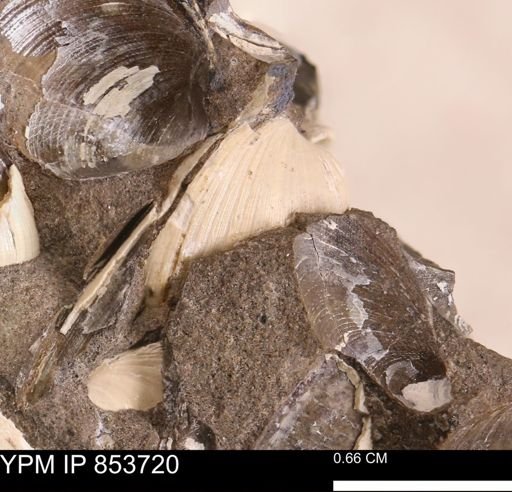 Limopsis striatopunctatus