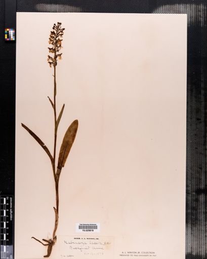 Habenaria