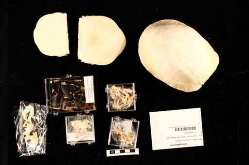 Cuora galbinifrons