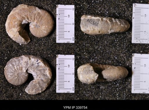 Scaphites whitfieldi
