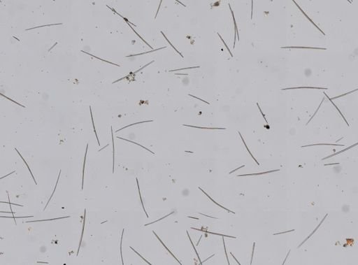 Haliclona oculata